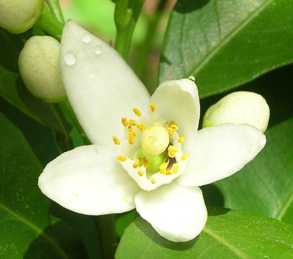 fiori d'arancio