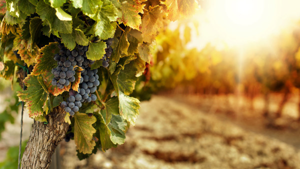 vineyard of Puglia wine