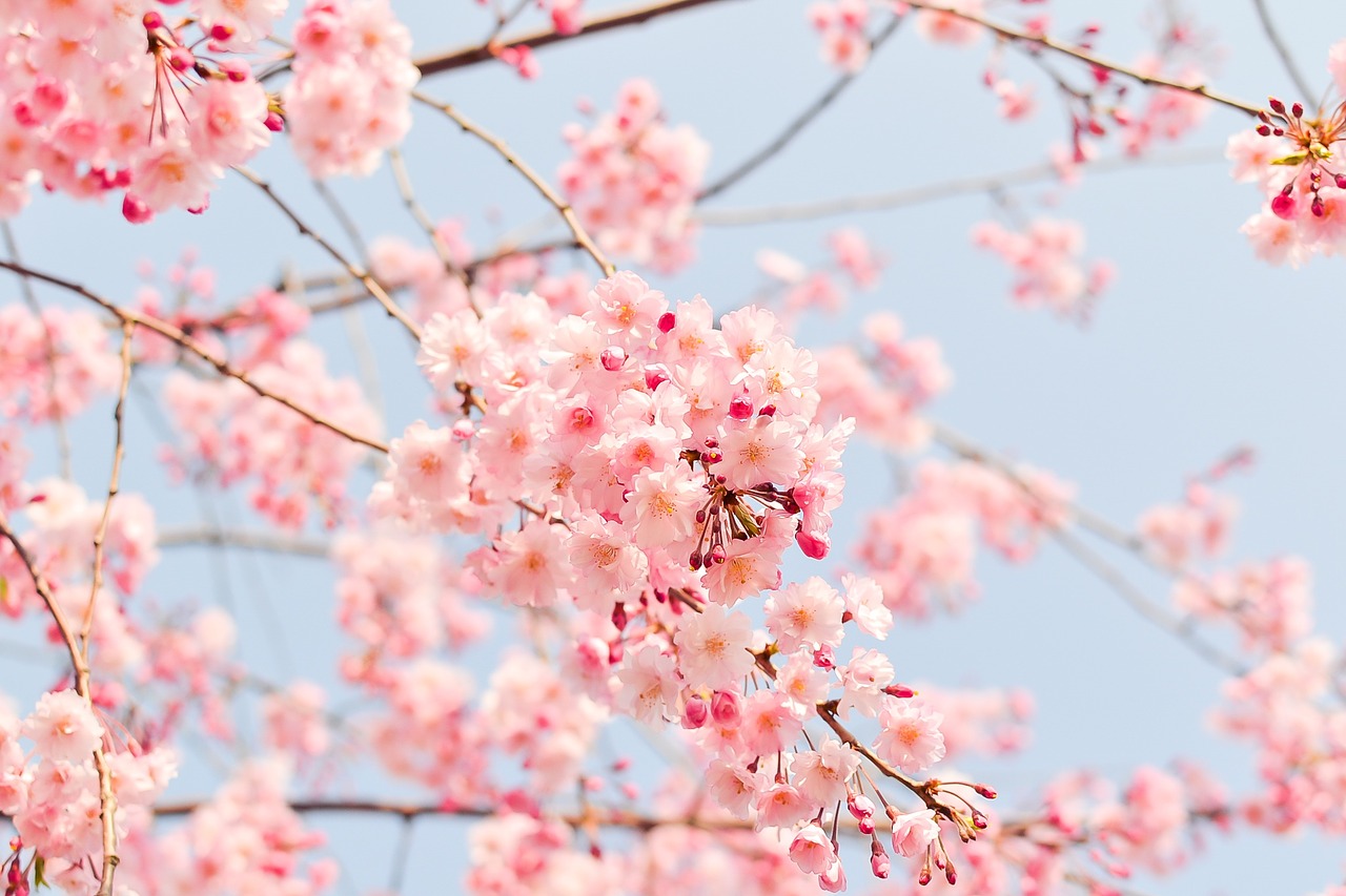 ciliegi in fiore giappone